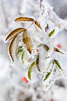 Hoarfrost on leaves