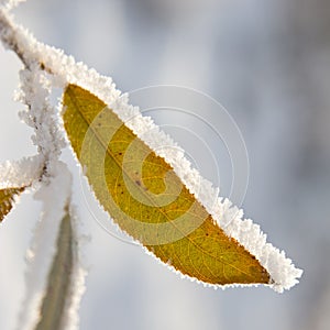 Hoarfrost on leaves