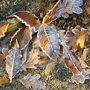 Hoarfrost on leaves