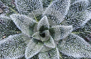 Hoarfrost on leaves