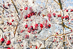 Hoarfrost on leaves