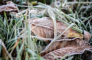 Hoarfrost on the leaves and grass in the morning.