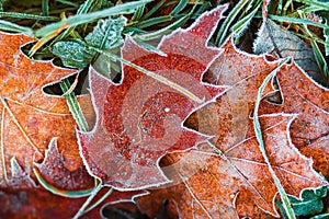 Hoarfrost on leaves. Nature before winter. November pattern. Creative nature frosty leaves. Autumn nature background