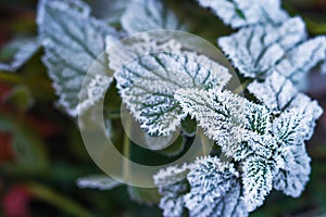 Hoarfrost on leaves. November autumn frost. Frosty plants. Nature creative pattern
