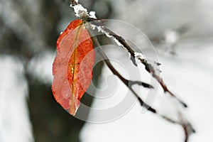 Hoarfrost on leaves in snowing in winter garden. Frozen branch with snow flakes background