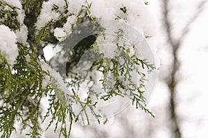 Hoarfrost on leaves in snowing in winter garden. Frozen branch with snow flakes background