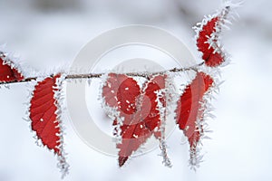 Hoarfrost on leaves in snowing in winter garden. Frozen branch with snow flakes background