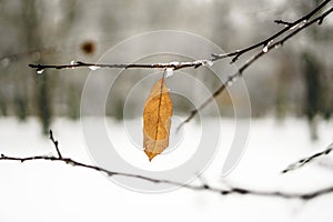 Hoarfrost on leaves in snowing in winter garden. Frozen branch with snow flakes background