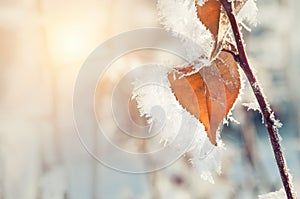 Hoarfrost on the leaves in winter forest