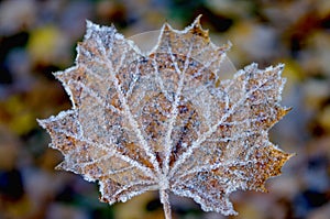 Hoarfrost maple autumn leaf, december, winter time