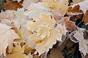 Hoarfrost maple leaf, december, winter time Wallpaper design. Cold weather