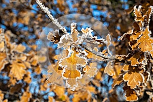 Hoarfrost on orange-brown leaves and the branches of an oak tree on a cold, sunny winter day with blue sky.