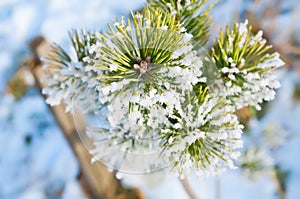 Hoarfrost on a pine branch