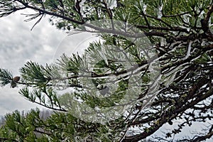 Hoarfrost on a Pine Tree