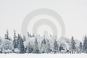 Hoarfrost On Pine Trees