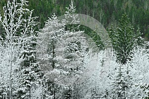 Hoarfrost on pine trees with some green pine tree