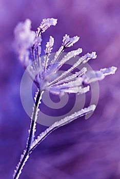 Hoarfrost on the plant close up.