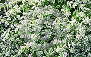 Hoarfrost on plant close up.