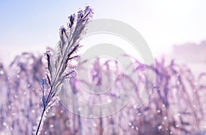 Hoarfrost on the plant at sunrise. Winter season.