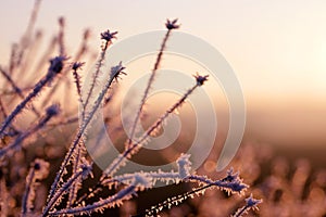 Hoarfrost on the plant at sunset.