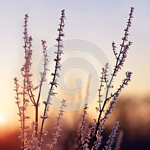 Hoarfrost on the plant at sunset.