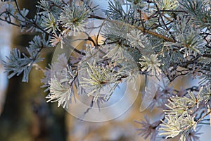 Hoarfrost on a plant. Winter sunny frosty morning. Ice crystals adorn the all around