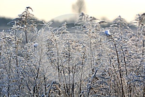 Hoarfrost on plants