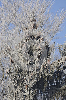 Hoarfrost on plants