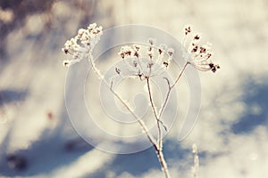 Hoarfrost on the plants in winter forest