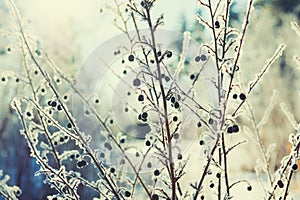 Hoarfrost on the plants in winter forest.