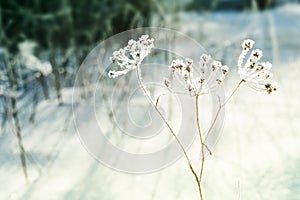 Hoarfrost on the plants in winter forest.