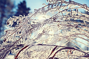 Hoarfrost on the plants in winter forest.