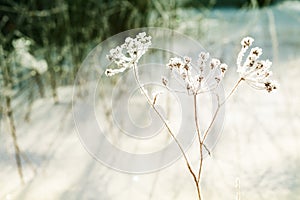 Hoarfrost on the plants in winter forest.