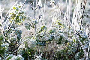 Hoarfrost on plants in winter. Grasses and leaves on the roadside on a frosty, cold day.