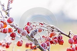 Hoarfrost on red berries