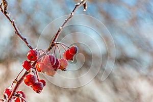 Hoarfrost on red berries