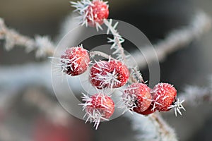 Hoarfrost On Red Berries