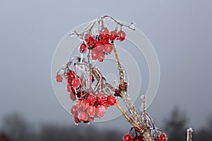 Hoarfrost on red berries on a dry branch