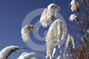 Hoarfrost on reeds V2