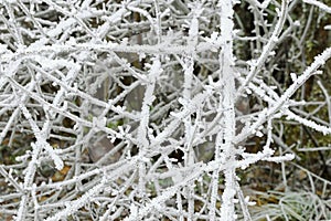 Hoarfrost rime ice on tree branch