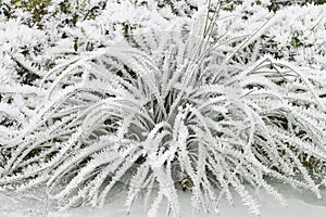 Hoarfrost rime ice on twigs of grass along frozen stream