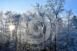 Hoarfrost and rime in trees