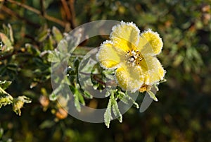 Hoarfrost Shrubby Cinquefoil flower photo