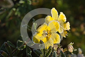 Hoarfrost Shrubby Cinquefoil flowers photo