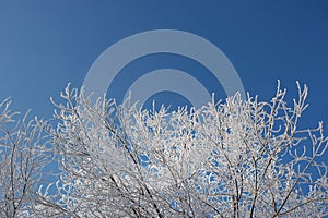 Hoarfrost and snow on the branches of trees.