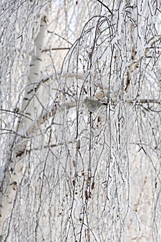 Hoarfrost and snow on the branches of trees.