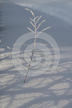 Hoarfrost and snow on the branches of trees.