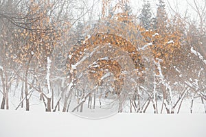 Hoarfrost and snow on the branches of trees.