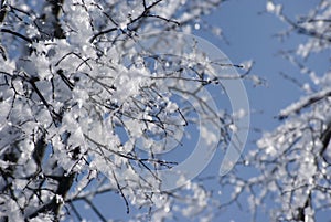 Hoarfrost on snow-covered branches of trees, winter frosty clear