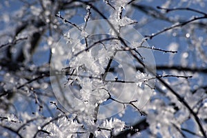 Hoarfrost on snow-covered branches of trees, winter frosty clear